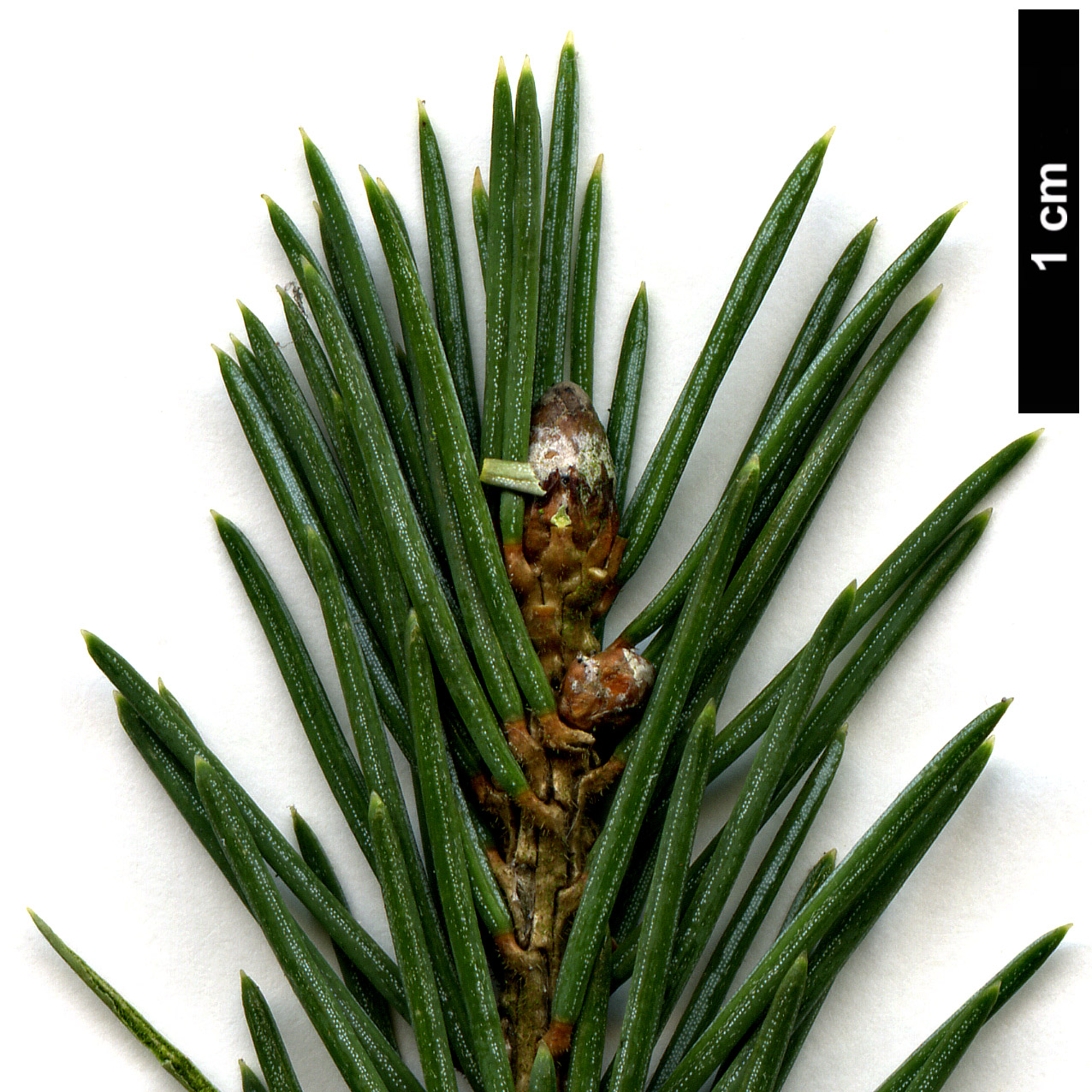 High resolution image: Family: Pinaceae - Genus: Picea - Taxon: likiangensis - SpeciesSub: var. rubescens